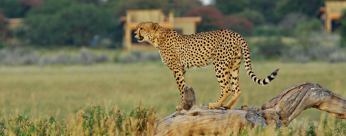 Cheetah on Central Kalahari Game reserve Safari Holiday Destination