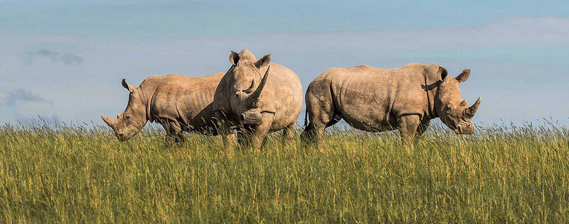 Rhino At shamwari reserve Safari Holiday Destination South Africa