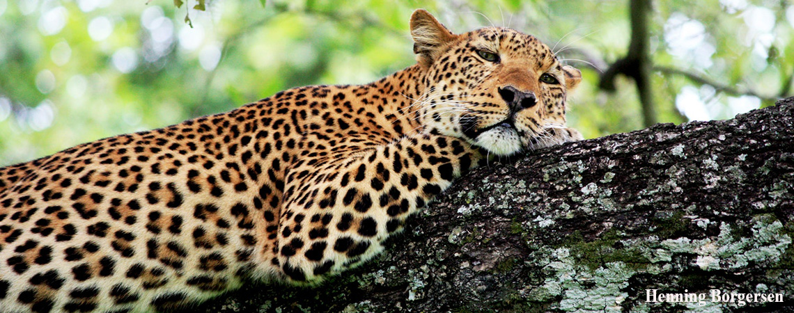 Leopard on south-luangwa Safari Holiday
