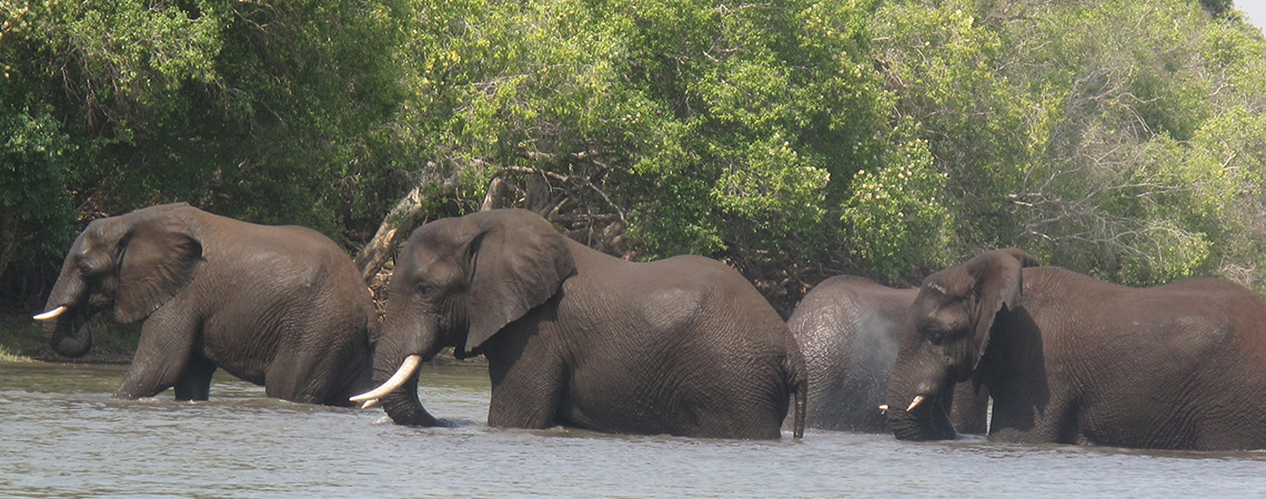 Elephants at Chobe National Park Bostwana Safari Holiday