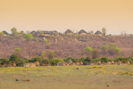 Zebras on Chobe river flood plain Bostwana Safari Destination