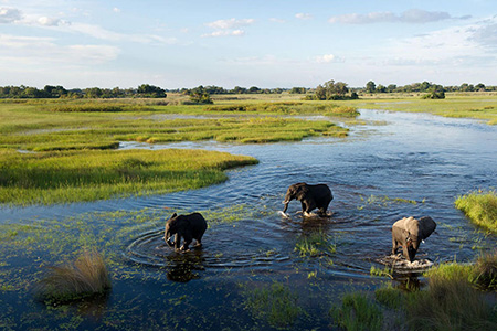 african elephant okavango delta