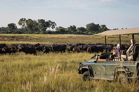 game drive okavango delta