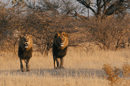 lions sanctuary chiefs camp