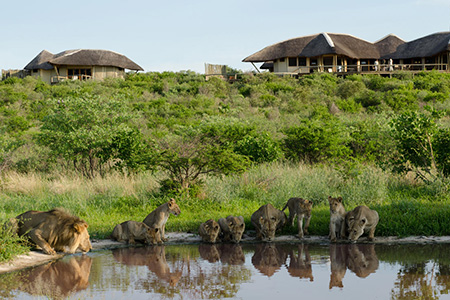 lions drinking water at central-kalahari reserve safari holiday destination 