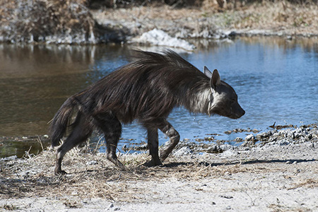 hyena at waterhole kalahari game reserve Bostwana Safari 