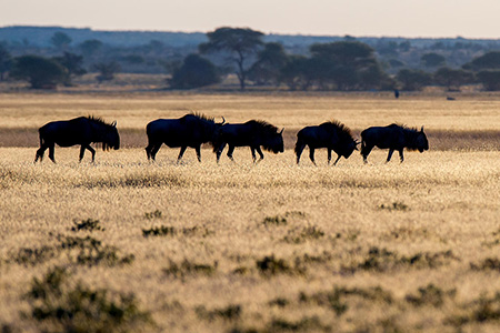wildebeest at kalahari game reserve Safari