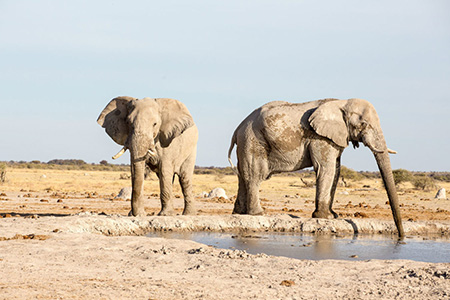 elephants at waterhole in Makgadikgadi Pans Bostwana Safari Holiday