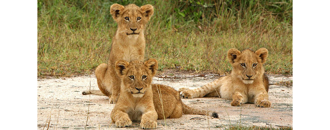 Cubs on Makgadikgadi Pans National park Bostwana Safari Holiday Destination