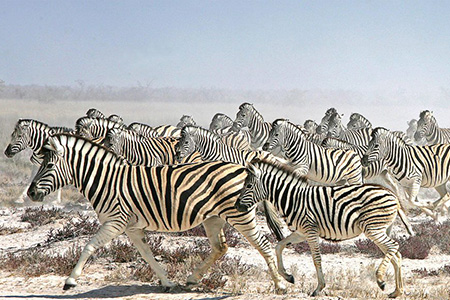 zebras in Makgadikgadi pans Safari Destination
