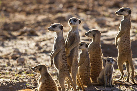 Meerkats on makgadikgadi safari holiday Destination