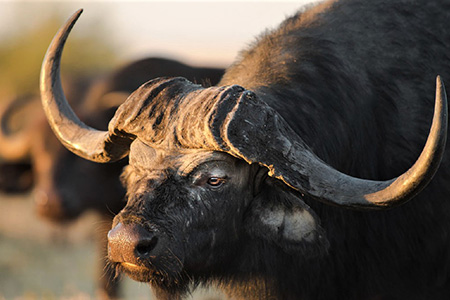 buffalo at addo national park South Africa Safari Holiday