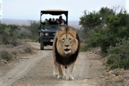 lion addo national park safari