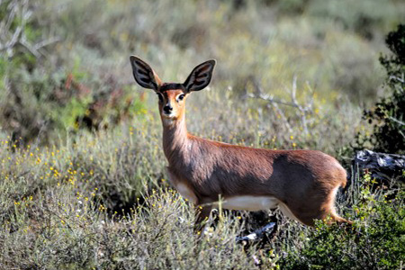 Impala at addo game reserve Safari Holiday