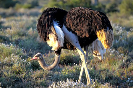 ostrich on addo game reserve Safari Destination