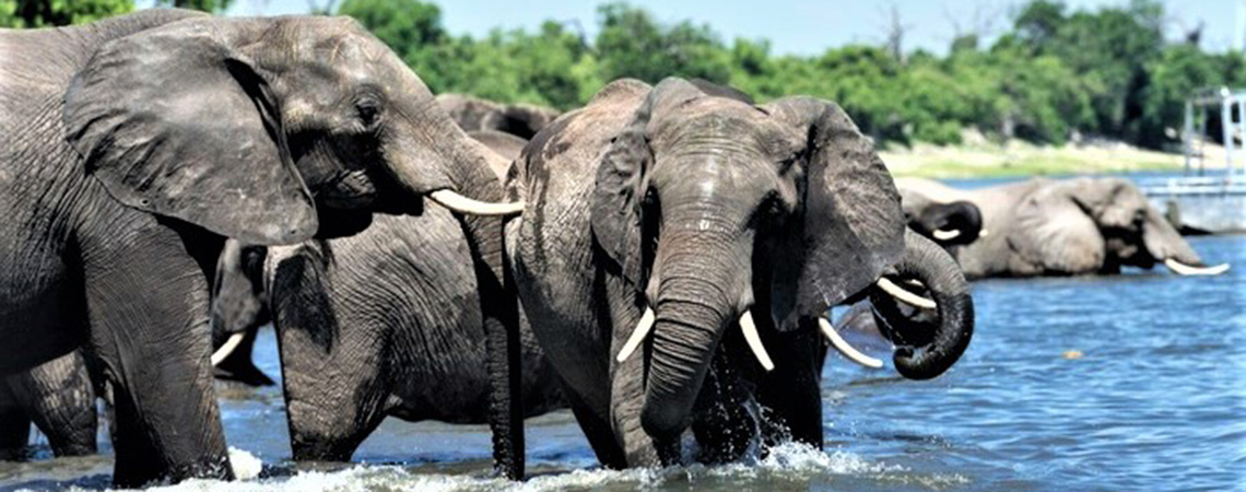 Elephants on Caprivi strip African Safari Holiday