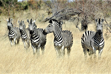 zebras caprivi strip African Safari 