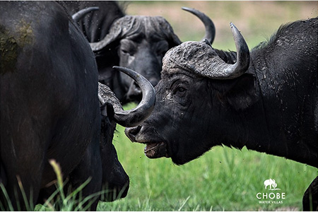 African Buffalos on Namibia Safari Holiday