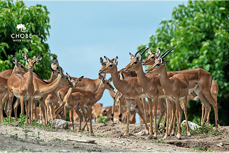 Impala on the Caprivi Strip African Holiday