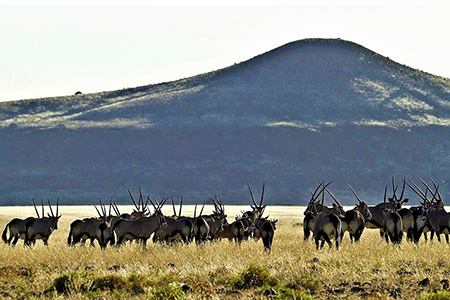 Gemsbok on Namibia Safari Holiday