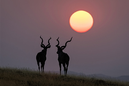 Kudu on Namibia Damaraland Safari Holiday