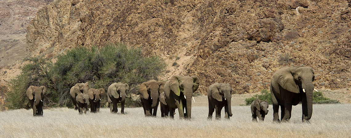 Damaraland African Safari Holiday with Elephants