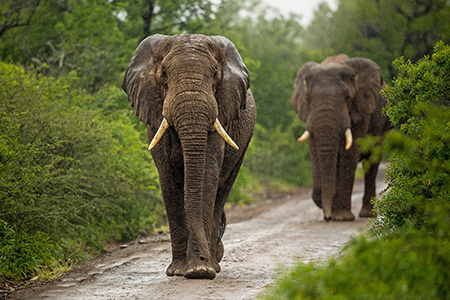 elepahants - hluhluwe game park African Safari 