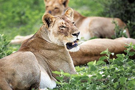 lions at hluhluwe safari Safari Destination South Africa