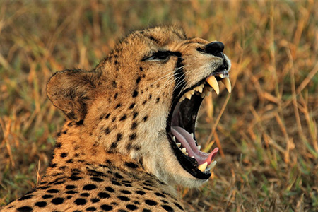 cheetah at hluhluwe game reserve Safari Holiday