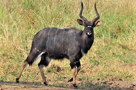 Antelope on hluhluwe safari Holiday Destination South Africa