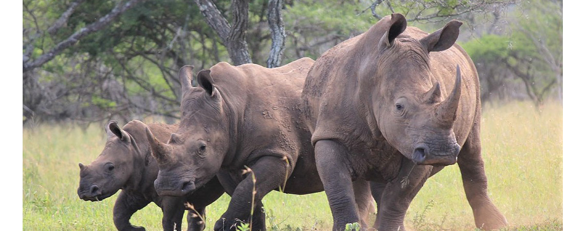 hluhluwe-imfolozi game reserve Safari holiday destination