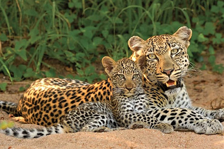 Leopard and cub - Kruger National Park Safari Destination 