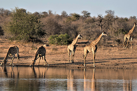 Giraffes Kruger National Park Safari Holiday