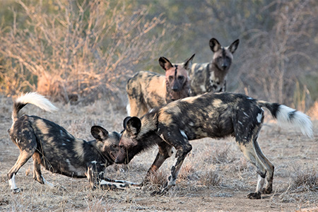 wild dogs Kruger National Park UCSafari Holiday
