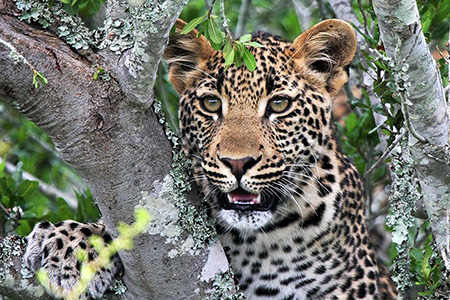 leopard climbing at kwandwe game park south africa safari destination