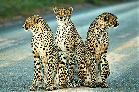 cheetah at kwandwe game park safari 