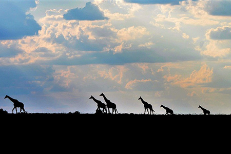 giraffes in the sunset of kwandwe game park safari holiday destination