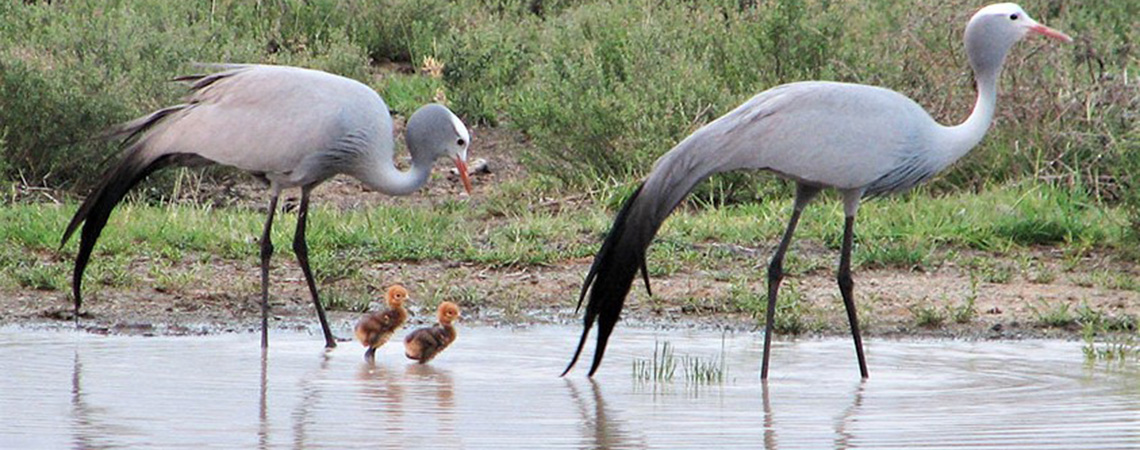 kwandwe game reservesafari holiday destination