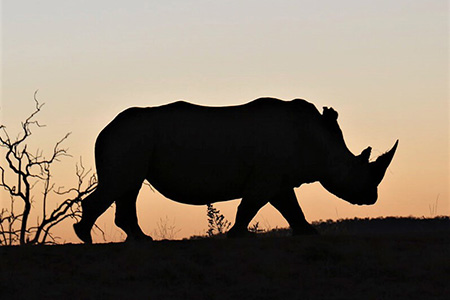 rhino madikwe game reserve Safari