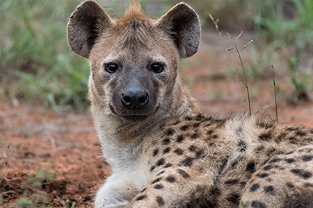 wild dog madikwe national reserve South Africa Safari Holiday Destination  