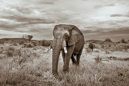 elephant at madikwe SA Safari Holiday