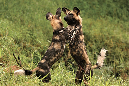 wild dogs fighting an madikwe Safari Reserve South Africa