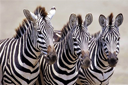 zebras - Pilanesberg Safari Holiday 