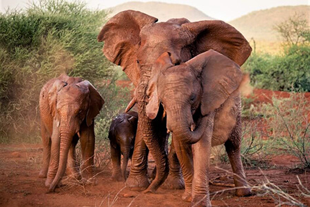 elephants - pilanesberg South Africa Safari Holiday Destination 