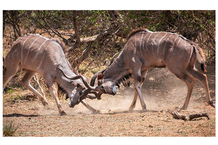 Antelopes fighting at pilanesberg game reserve Safari Destination Holiday