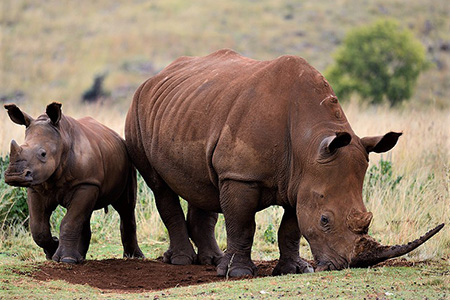 rhinos pilanesberg reserve Safari Destination
