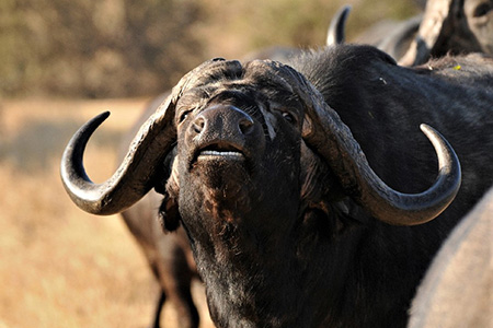 Buffalo - sabi sands South Africa Safari Holiday
