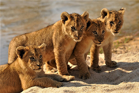 lion cubs - sabi sands Safiri Holiday