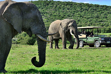 elephants shamwari game reserve Safari holiday destination