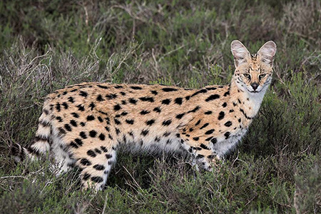 wild cat at shamwari game reserve Safari Holiday